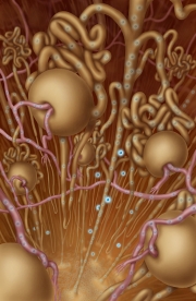 Hypophosphatemia: Nephrons