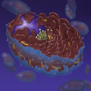 Plasma cell